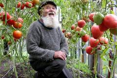 Всеки градинар трябва да ги знае: 7 правила за богата реколта от домати!