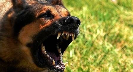 Куче нахапа 5-годишно дете в двора на детска градина