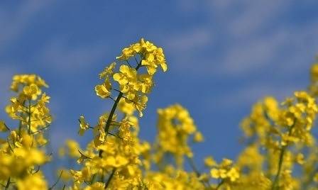 Днес до обяд слънчево, след това дъжд. Максималните температури ще са между 23° и 28°