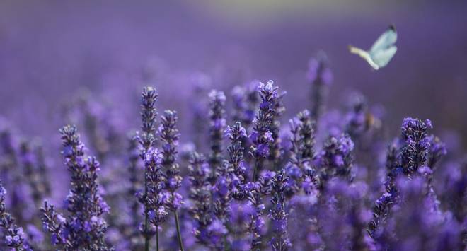 Имате гъбички? Пробвайте с лавандула