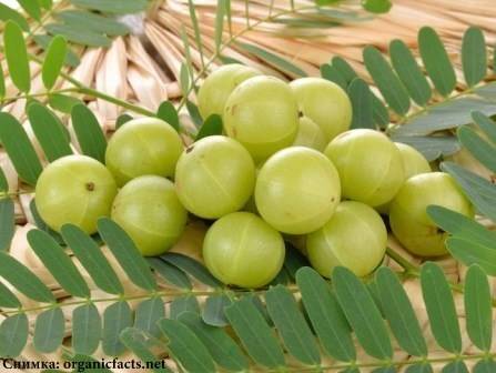 Кои са най-актуалните „суперхрани“ тази година?