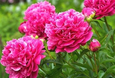 За градинари: Как да засадим божур през пролетта – стъпка по стъпка