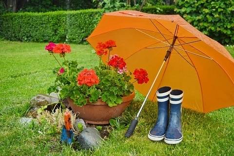 Не правете това през пролетта: 10 грешки на начинаещите градинари