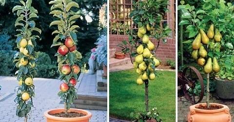 За градинари: Защо младите фиданки не се прихващат във вашата градина?