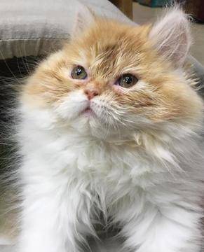 Женска персийска котка очаква своите стопани – ЗооВетеринарен център Еврозоовет