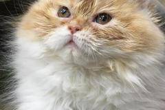 Женска персийска котка очаква своите стопани – ЗооВетеринарен център Еврозоовет