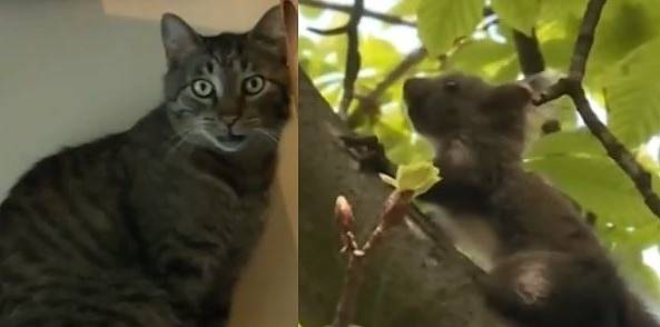 Котарак-хулиган нападна беззащитна катерица в София