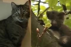 Котарак-хулиган нападна беззащитна катерица в София