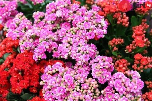 10-те големи тайни на красивите стайни цветя!