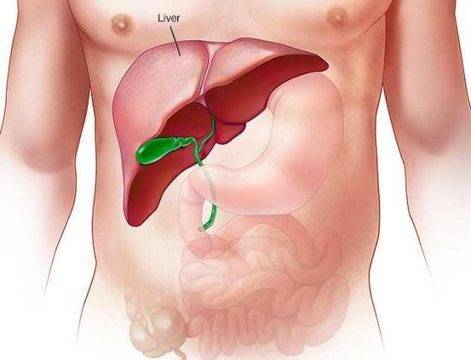 Какви стойности се изследват за болести на черния дроб