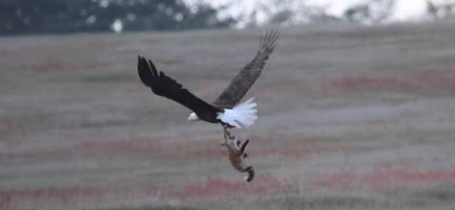 Зрелищно ВИДЕО с битка между лисица и орел заради заек взриви интернет