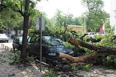 Дърво се стовари върху кола в центъра на Пловдив (СНИМКИ)