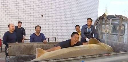 Китайски рибари уловиха 514-килограмова есетра (СНИМКИ)