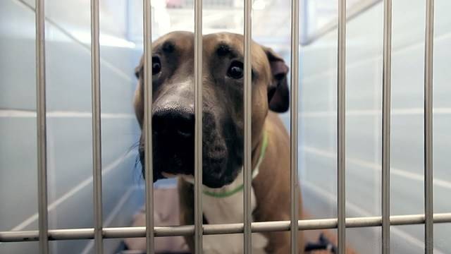 Служител заснема тъжния поглед на кучето, когато то разбира че е изоставено в приют… Този поглед казва всичко… (ВИДЕО)