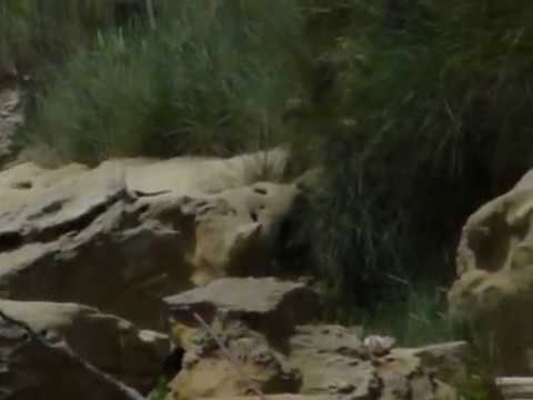 НА „ПАПАЗ КУЛАК“ РАЗЛИЧНИТЕ НОВИНИ-DIFFERENT NEWS