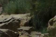 НА „ПАПАЗ КУЛАК“ РАЗЛИЧНИТЕ НОВИНИ-DIFFERENT NEWS