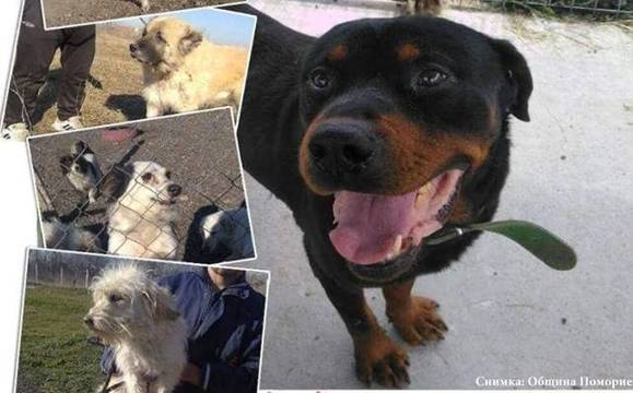 Поморийският приют за животни с кампания в помощ на бездомните четириноги