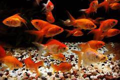 Златна рибка за 2 лв. – Промоция в Зоомагазин Еврозоовет