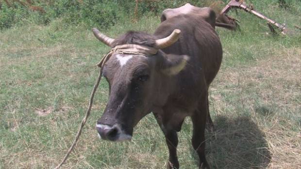 Крава-беглец от ЕС е застрашена от евтаназия