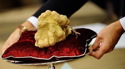 Бял трюфел: Може би го имате в двора си, а не знаете, че струва 8000 евро