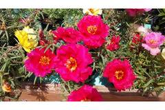 РАЗПРОДАЖБА Калдаръмче кичесто Portulaca grandiflora