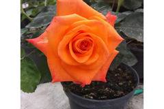 Роза оранжева – Цветя и градина – всичко за цветята и градината
