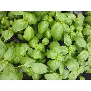 Зелен Босилек – Цветя и градина – всичко за цветята и градината