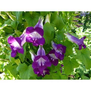 Азарина цветя за градината