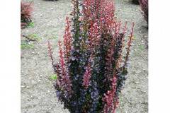 Berberis th. ‘Helmond Pillar’ берберис хелмонд стълб декоративни растения онлайн
