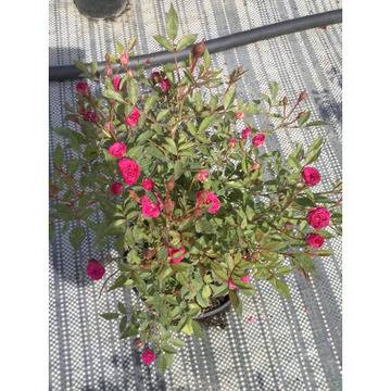 Mини роза – Цветя и градина – всичко за цветята и градината