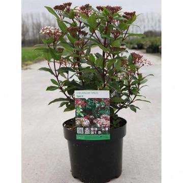 Viburnum tinus цъфтящи храсти