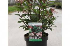 Viburnum tinus цъфтящи храсти
