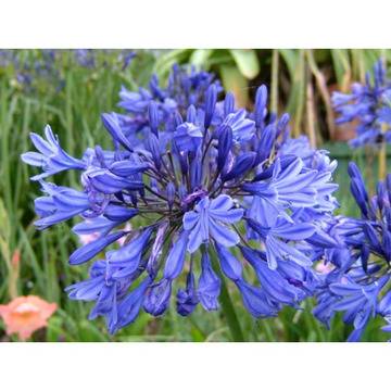 Agapanthus africanus Агапантус Африканска Лилия