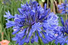 Agapanthus africanus Агапантус Африканска Лилия