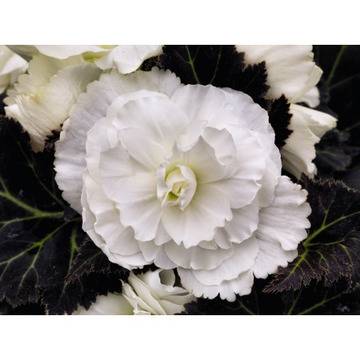 КАТ.№ 101320 Begonia tuberosa Бегония тубероза бял