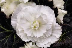 КАТ.№ 101320 Begonia tuberosa Бегония тубероза бял
