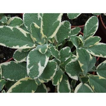 салвия двуцвента колоритна цъфтяща бордюрна