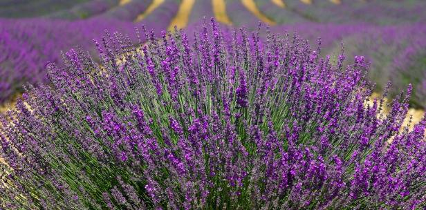 Ето кои растения да държите до леглото си за здрав и спокоен сън