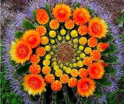 Кактуси: Поверия и съвети как да ги накараме да цъфтят