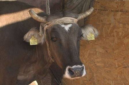 Кравата-беглец Пенка придоби световна известност. „Стигна“ до Европарламента