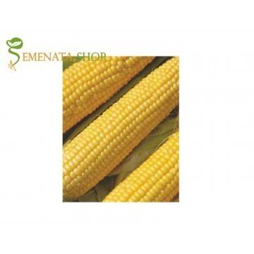 Семена на царевица хибридна Инка F1 – изключително сладка със съдържание на захар 4%