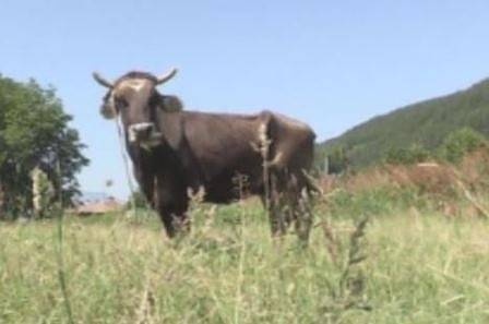 БАБХ: Резултатите от лабораторните анализи на кравата Пенка са благоприятни