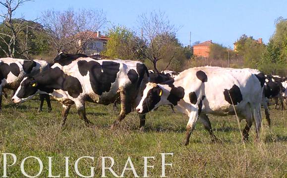 Кравата беглец Пенка ще живее!