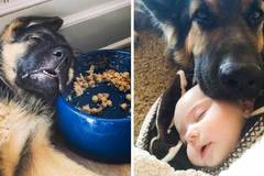 20+ забавни причини, които ще те накарат да си вземеш немска овчарка