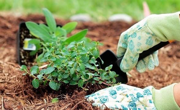 Събрах погледите на съседите вчера: вързах сапуна на вързопчета и хоп, в градината! По-бърз резултат не бях виждала: