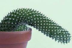 Хирургично лечение на болестта на Пейрони – Институт по Андрология