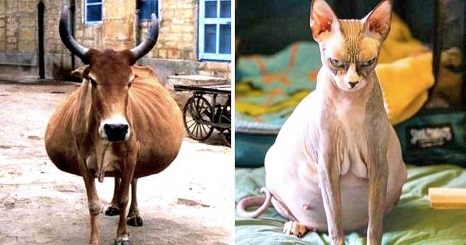 24 снимки на бременни животни, по-сладки от всичко, което ще видиш днес