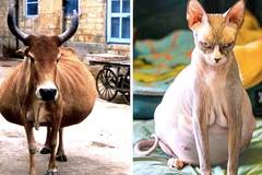 24 снимки на бременни животни, по-сладки от всичко, което ще видиш днес