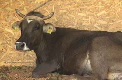 Шефът на БАБХ: Намерих вратичка в закона кравата Пенка да живее