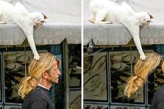 24 забавни снимки против лошо настроение